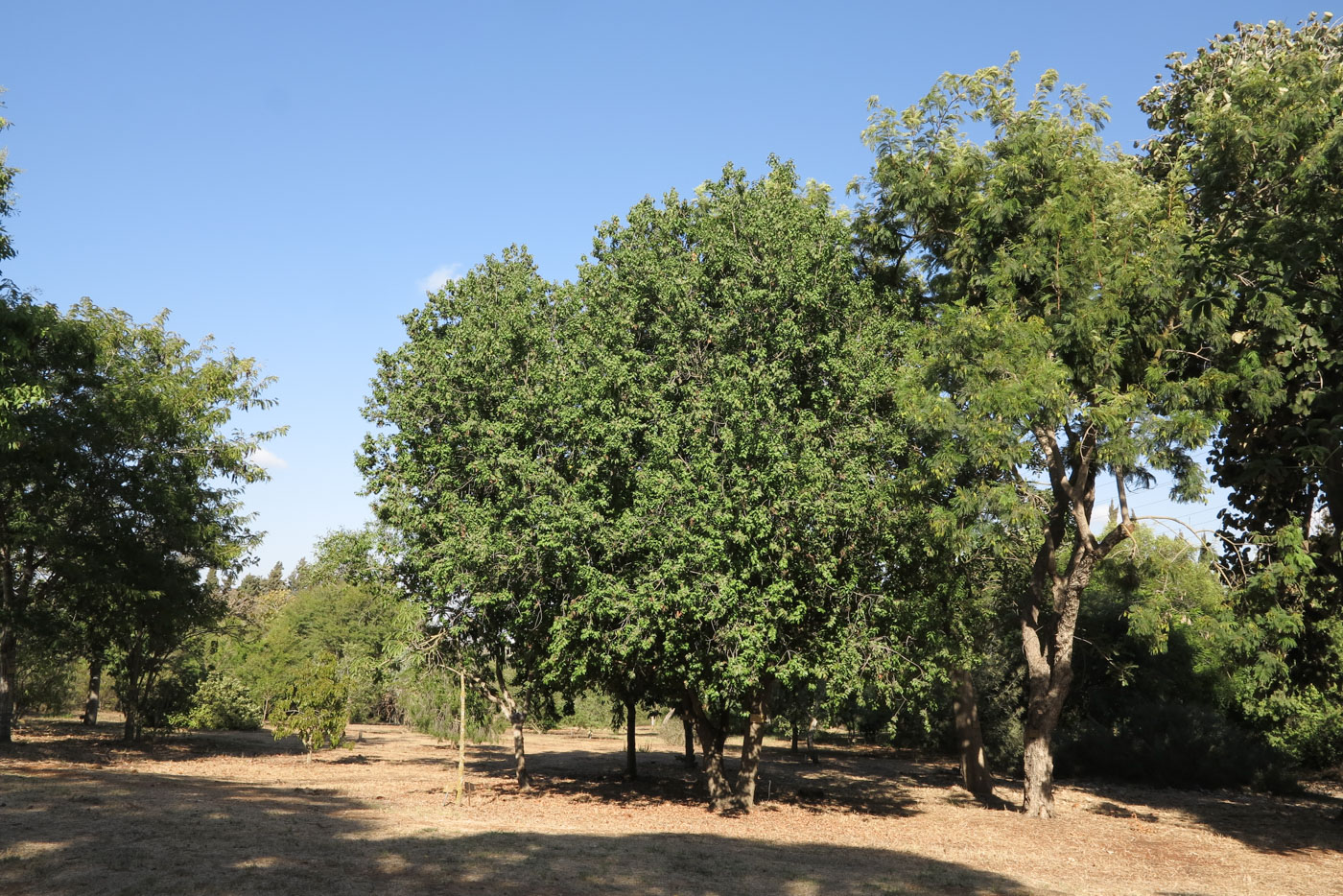 Image of Lauro-cerasus lyonii specimen.
