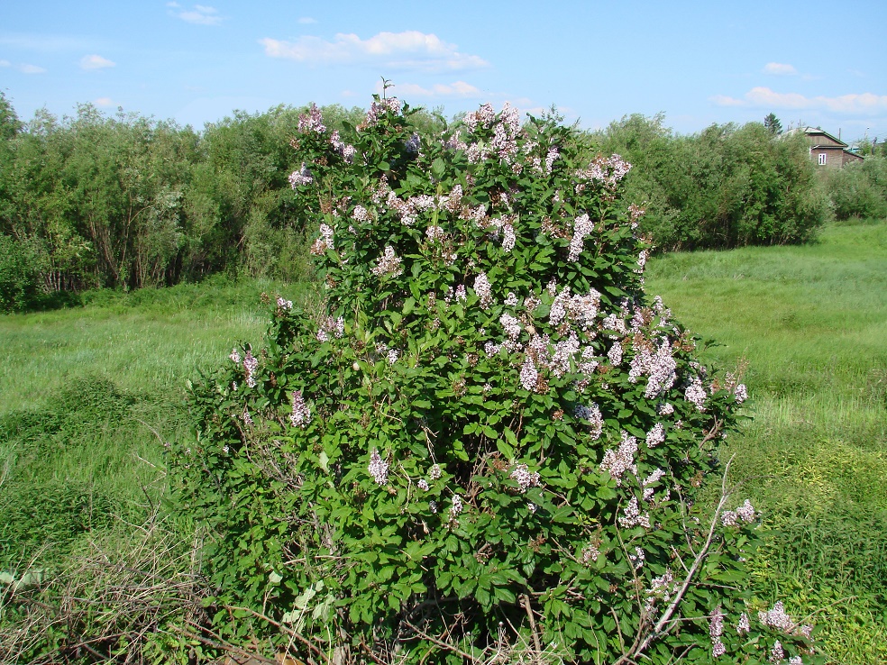 Image of Syringa &times; henryi specimen.