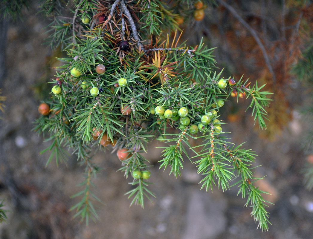 Изображение особи Juniperus deltoides.