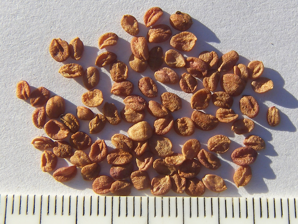 Image of Lonicera steveniana specimen.