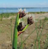 Schoenoplectus lacustris. Верхушка расцветающего растения. Ленинградская обл., Ломоносовский р-н, окр. пос. Большая Ижора, побережье Финского залива, край песчаного пляжа. 02.07.2016.