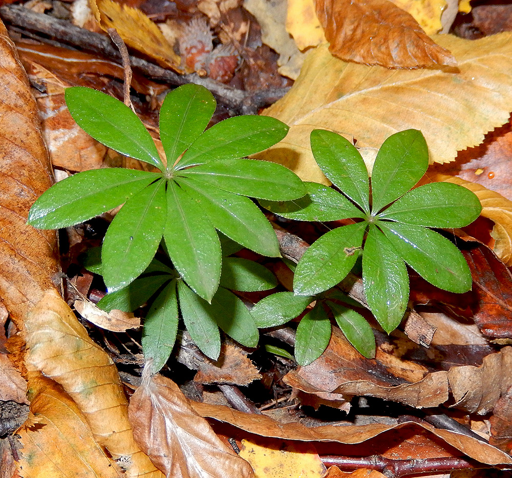 Изображение особи Galium odoratum.