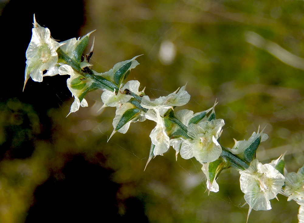 Image of Salsola tragus specimen.