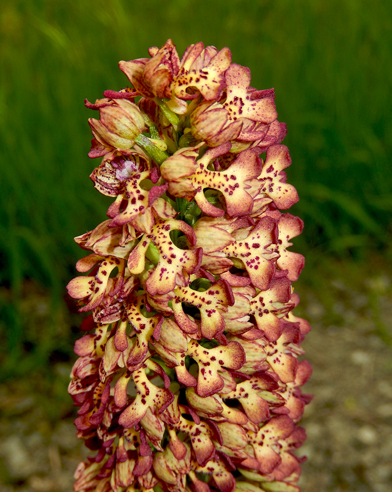 Изображение особи Orchis &times; wulffiana nothosubsp. suckowii.