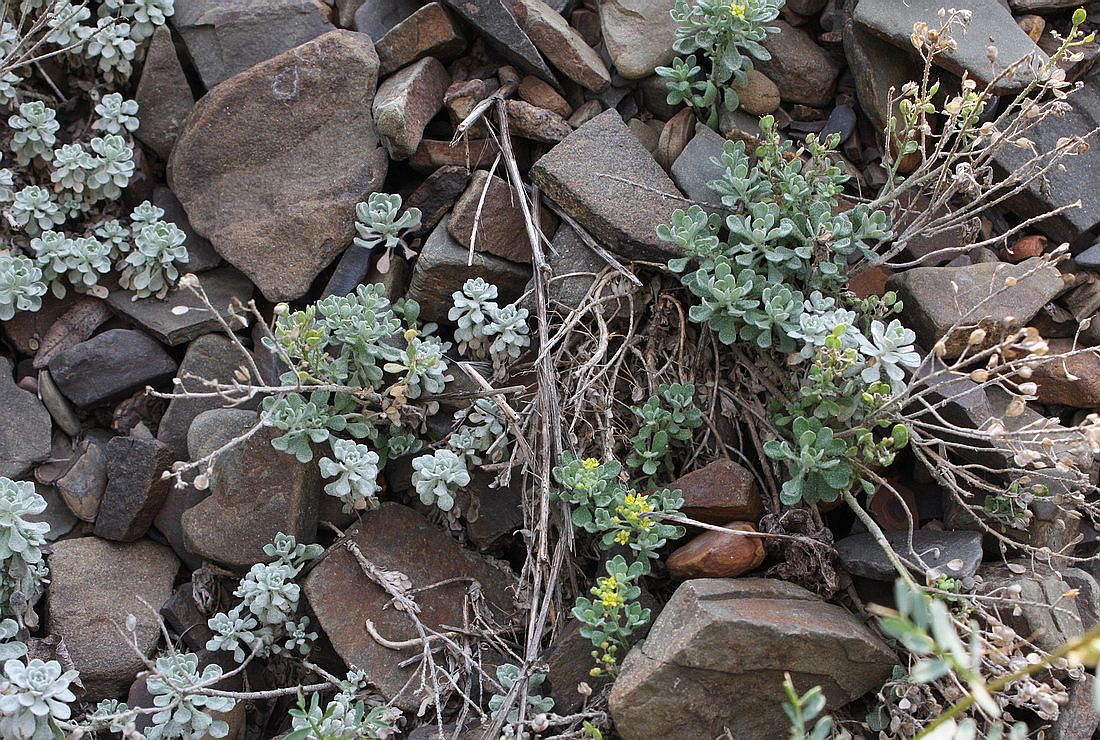 Image of Odontarrhena obtusifolia specimen.