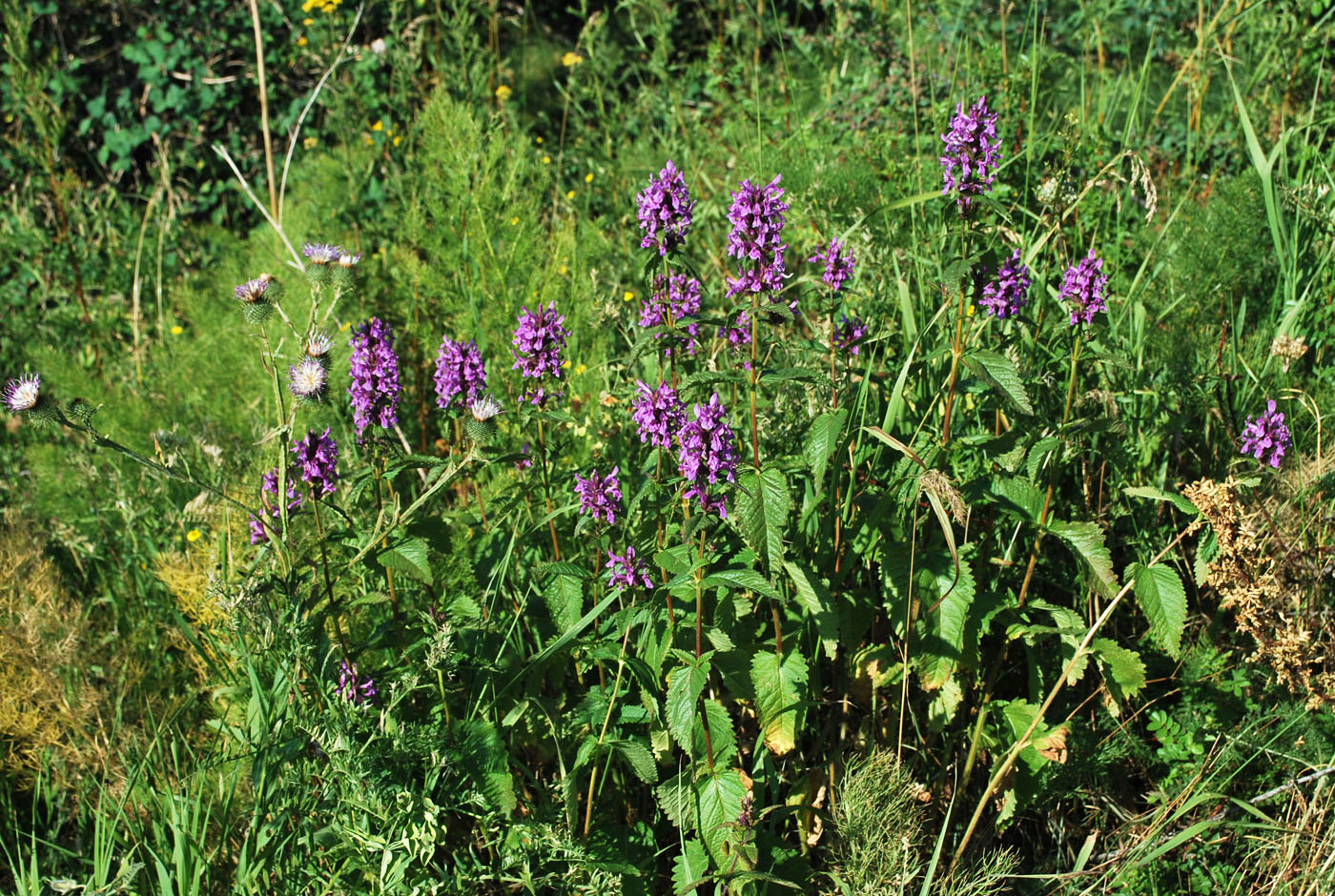 Image of Betonica betoniciflora specimen.