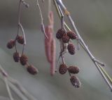 род Alnus