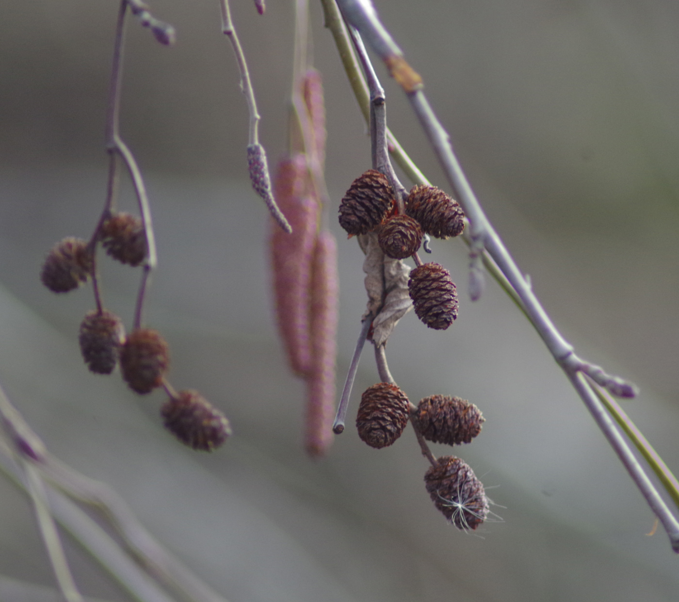 Image of genus Alnus specimen.