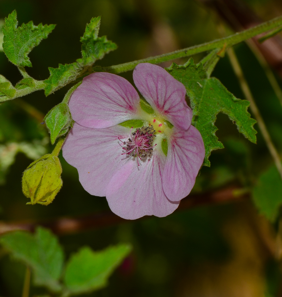 Image of Anisodontea capensis specimen.