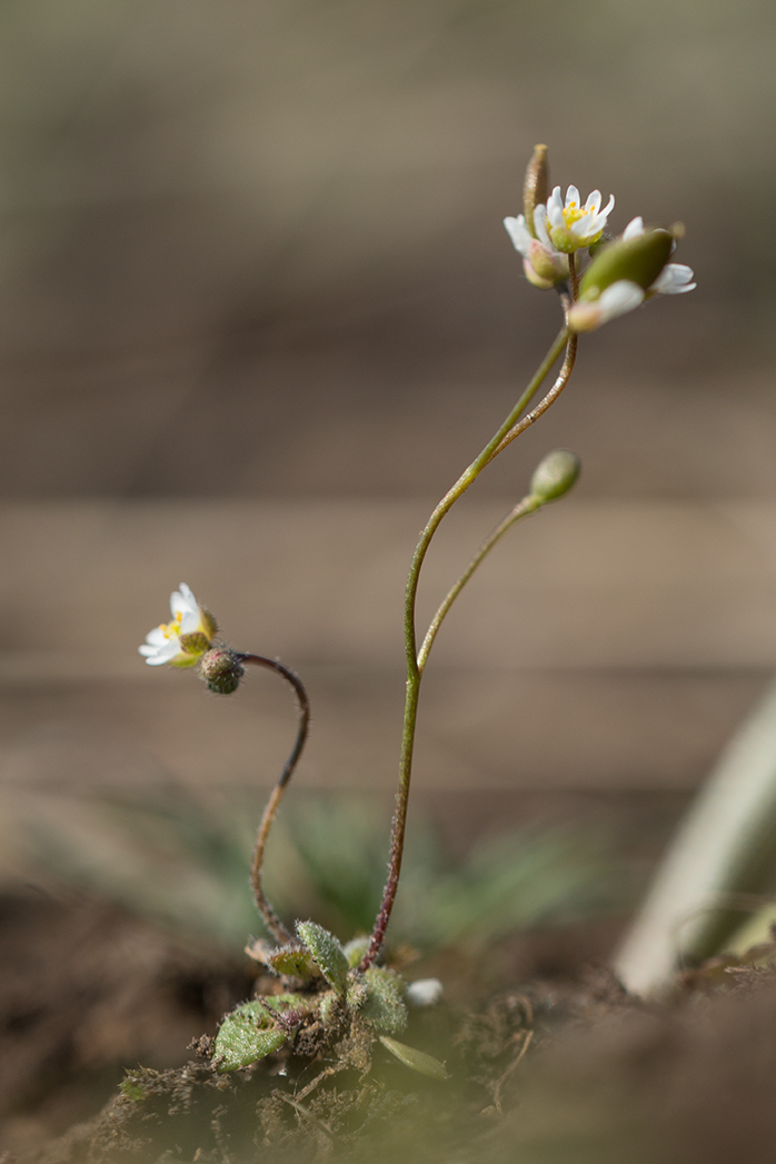 Изображение особи Erophila verna.