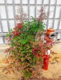 Nandina domestica