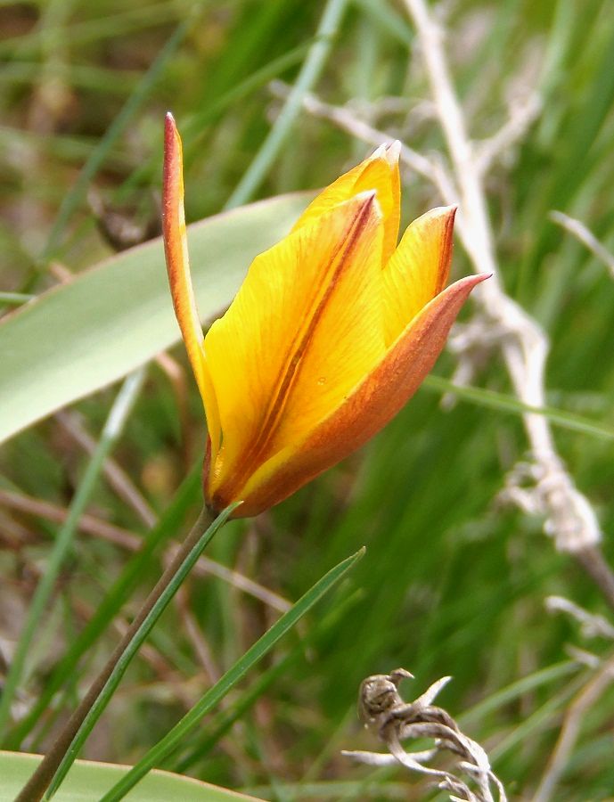 Image of Tulipa biebersteiniana specimen.