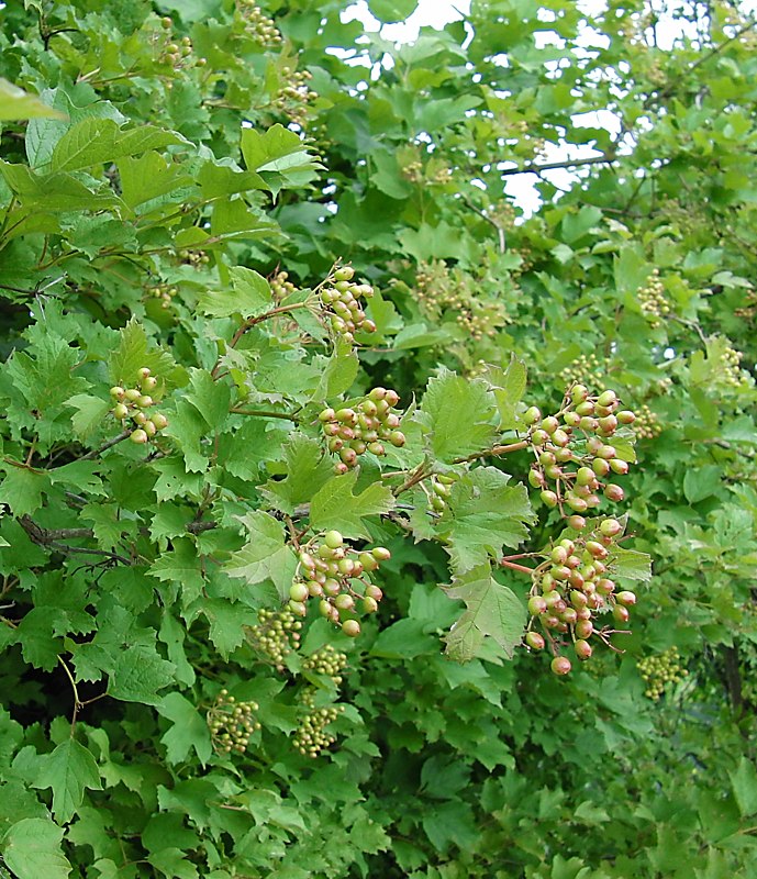 Image of Viburnum opulus specimen.