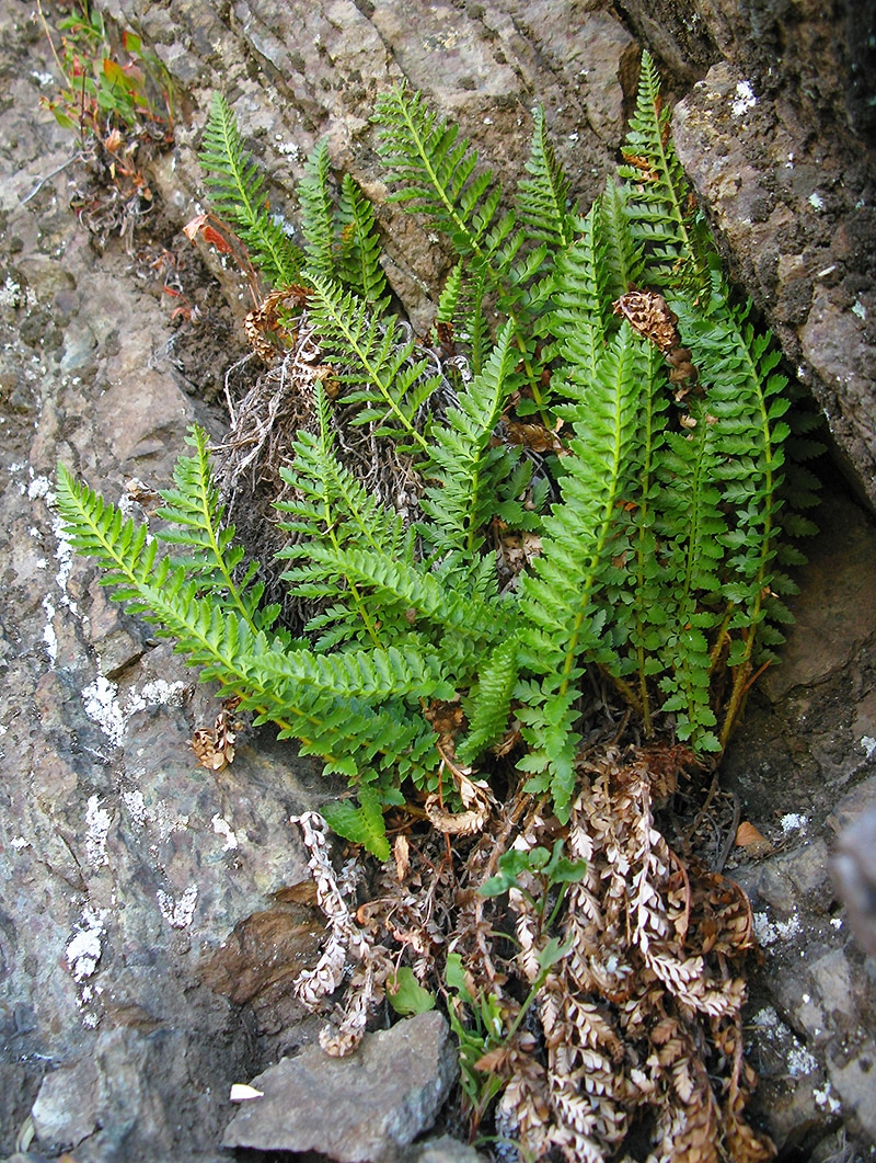 Изображение особи Polystichum andinum.