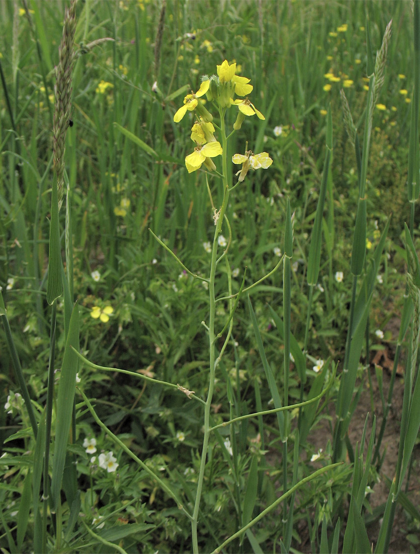 Image of Coincya monensis ssp. cheiranthos specimen.