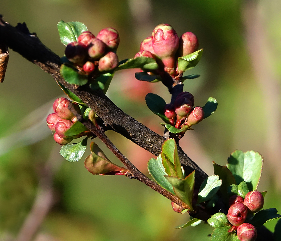 Image of Chaenomeles japonica specimen.