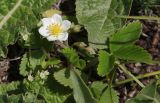 Fragaria viridis