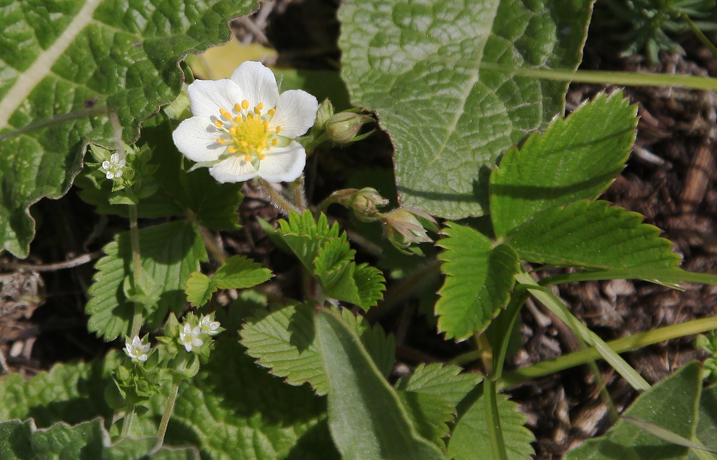 Изображение особи Fragaria viridis.