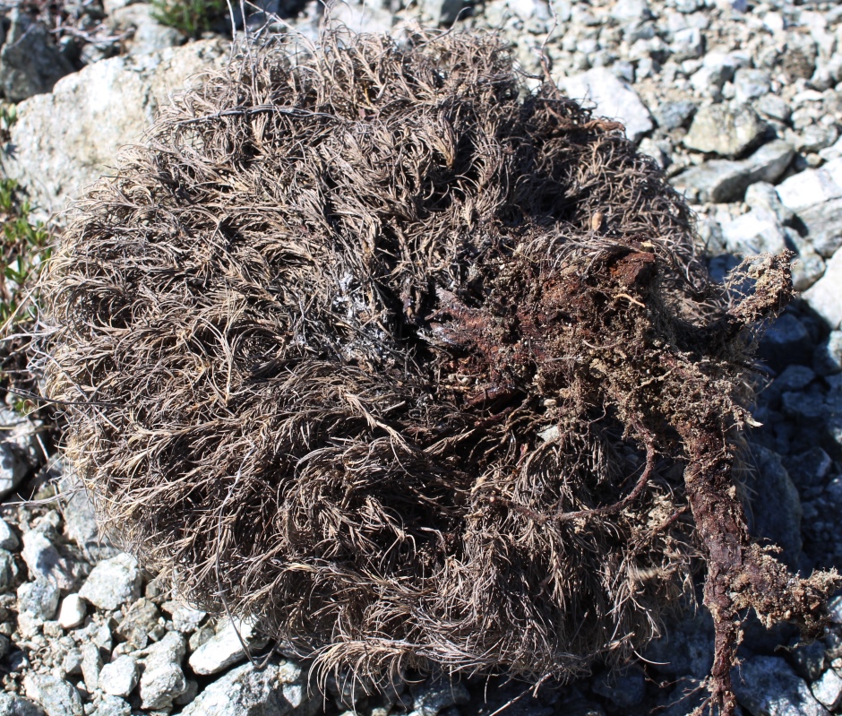 Image of Dianthus klokovii specimen.