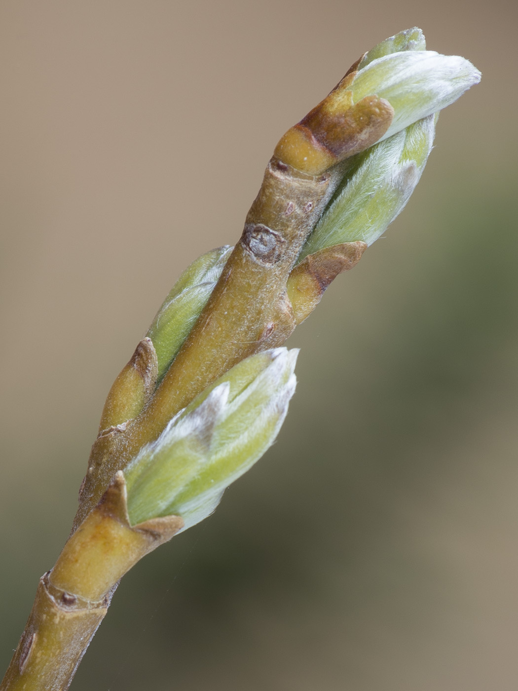 Image of Salix viminalis specimen.