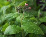 Pulmonaria saccharata