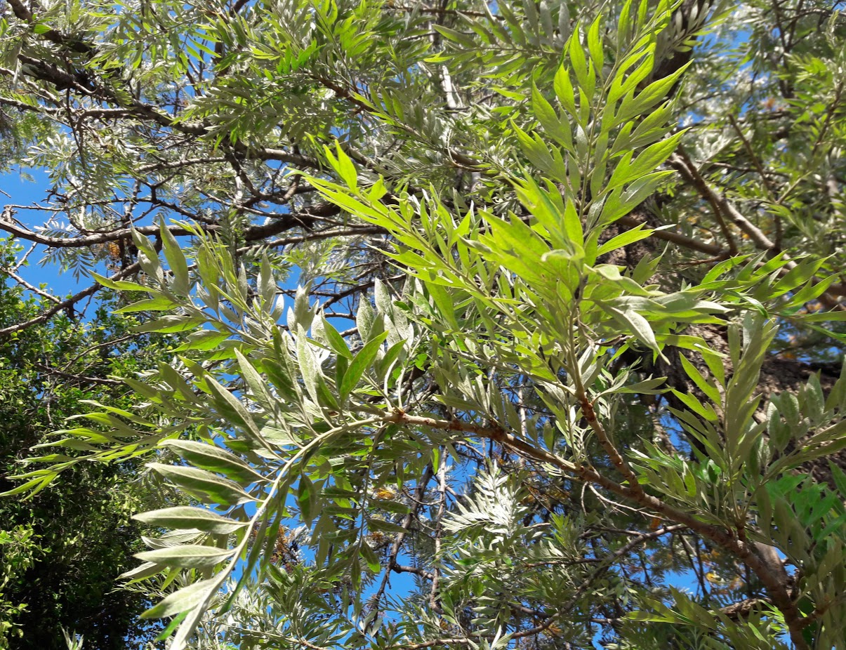 Изображение особи Grevillea robusta.