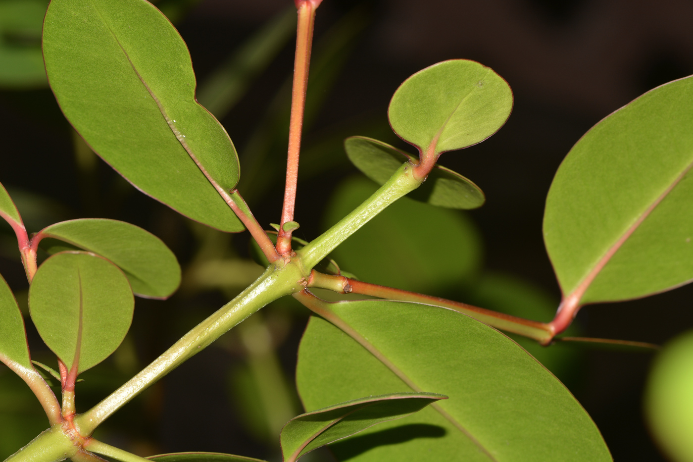 Изображение особи Sonneratia ovata.