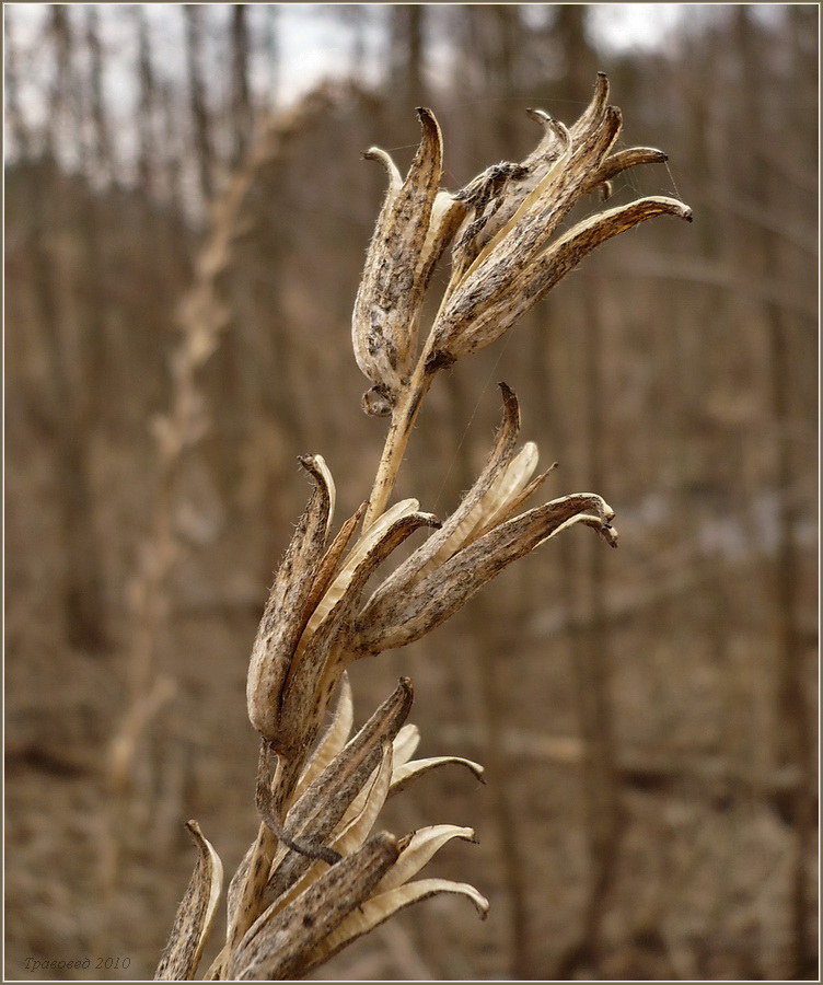 Image of Oenothera depressa specimen.