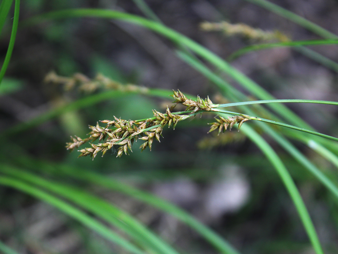 Изображение особи Carex elongata.