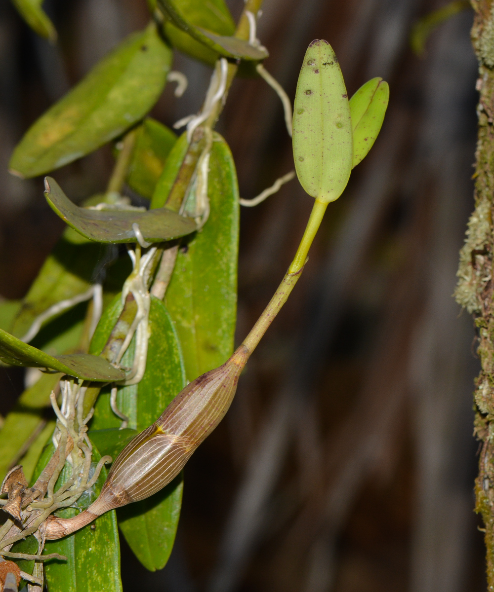 Image of Dendrobium crumenatum specimen.