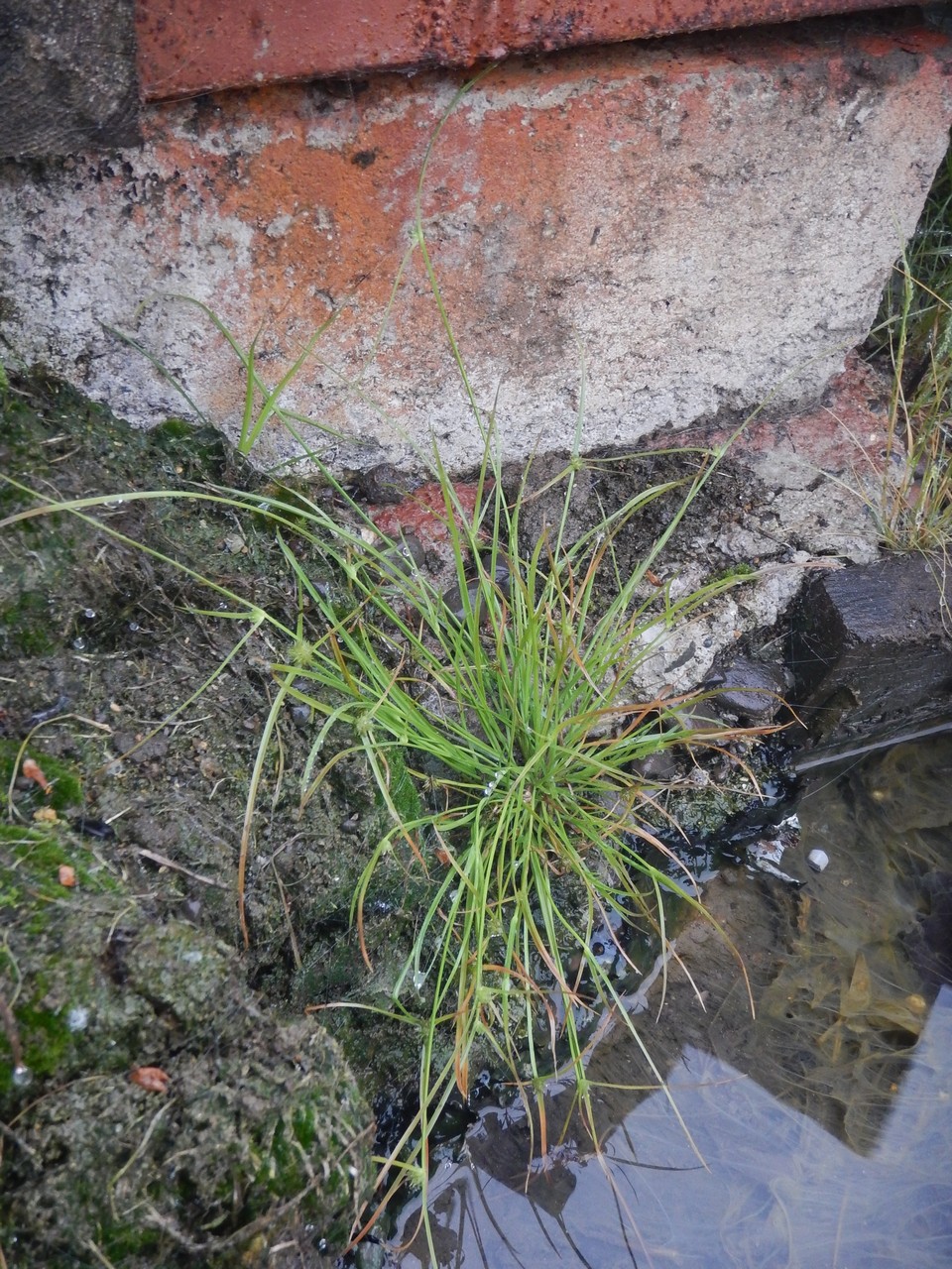 Image of Kyllinga kamtschatica specimen.