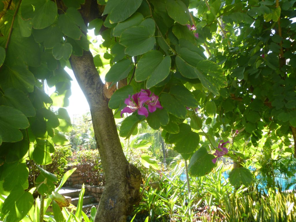 Image of Bauhinia variegata specimen.