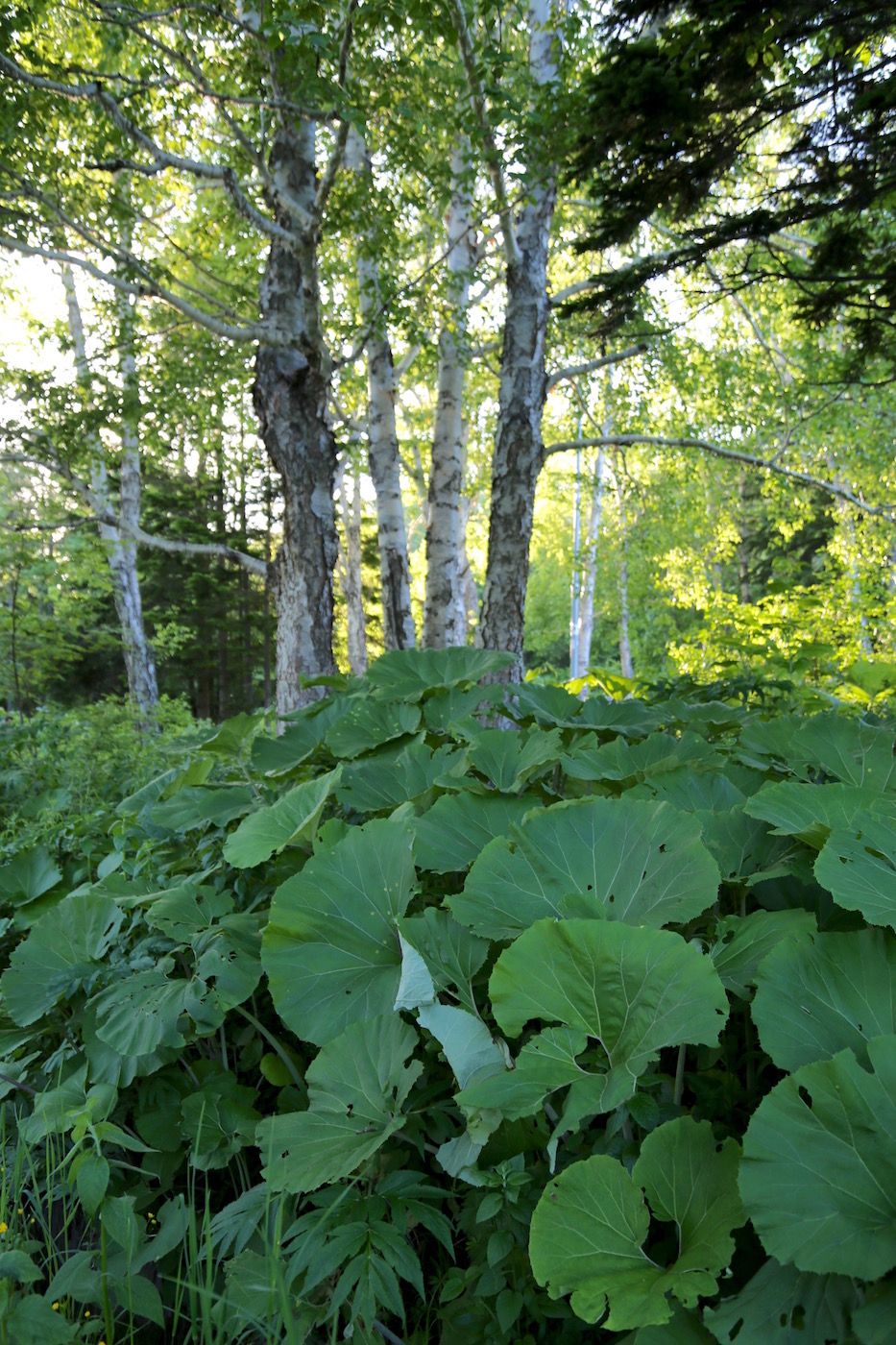 Image of Petasites amplus specimen.