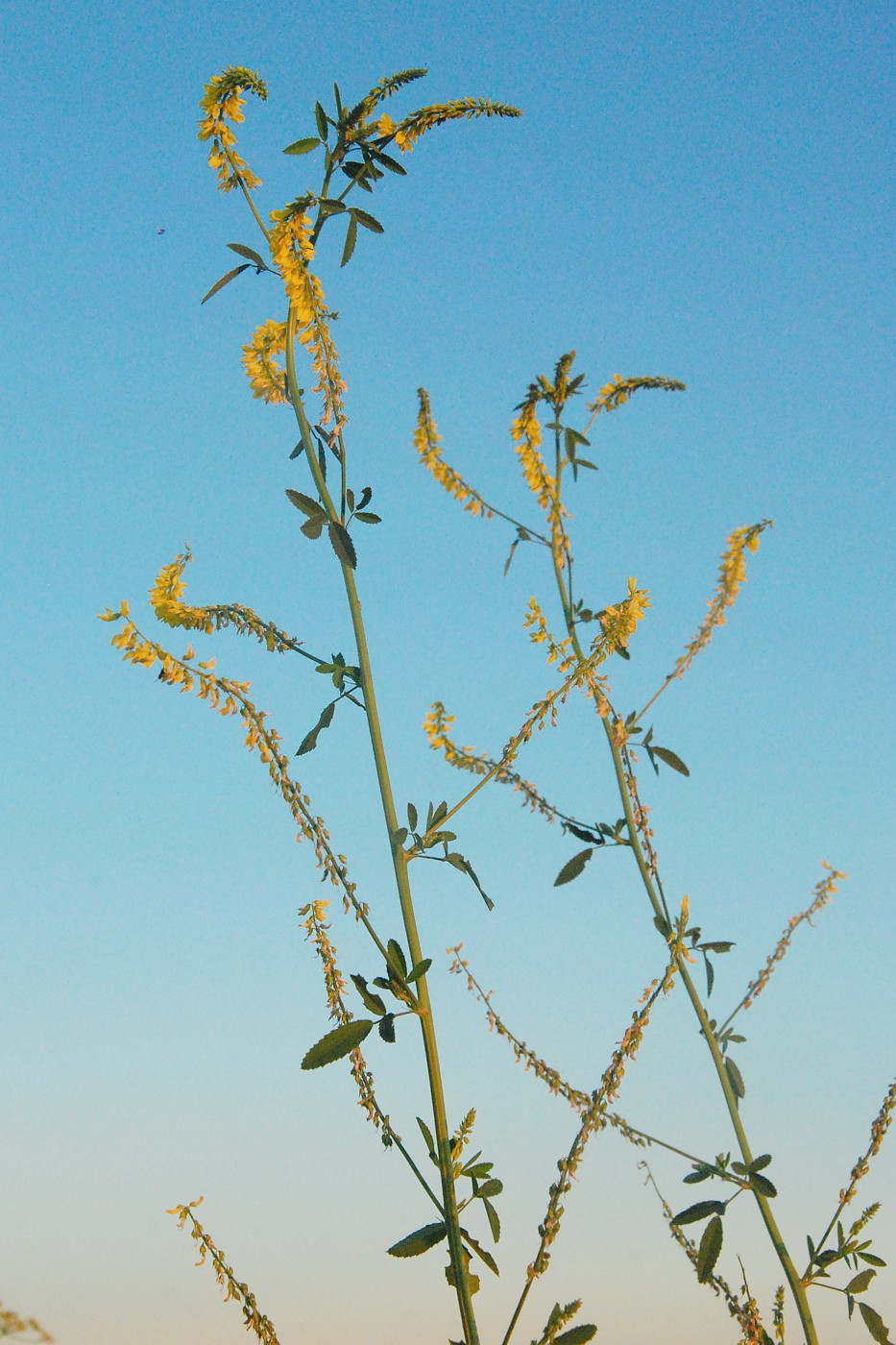 Image of Melilotus officinalis specimen.