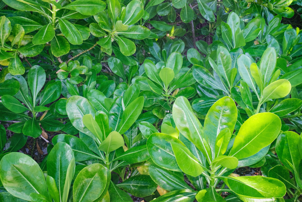 Image of Scaevola taccada specimen.