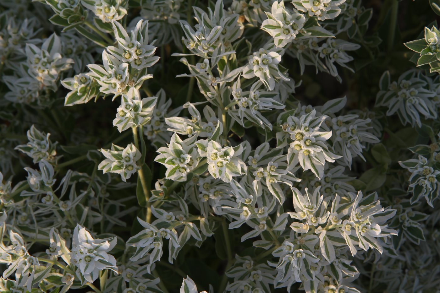 Image of Euphorbia marginata specimen.