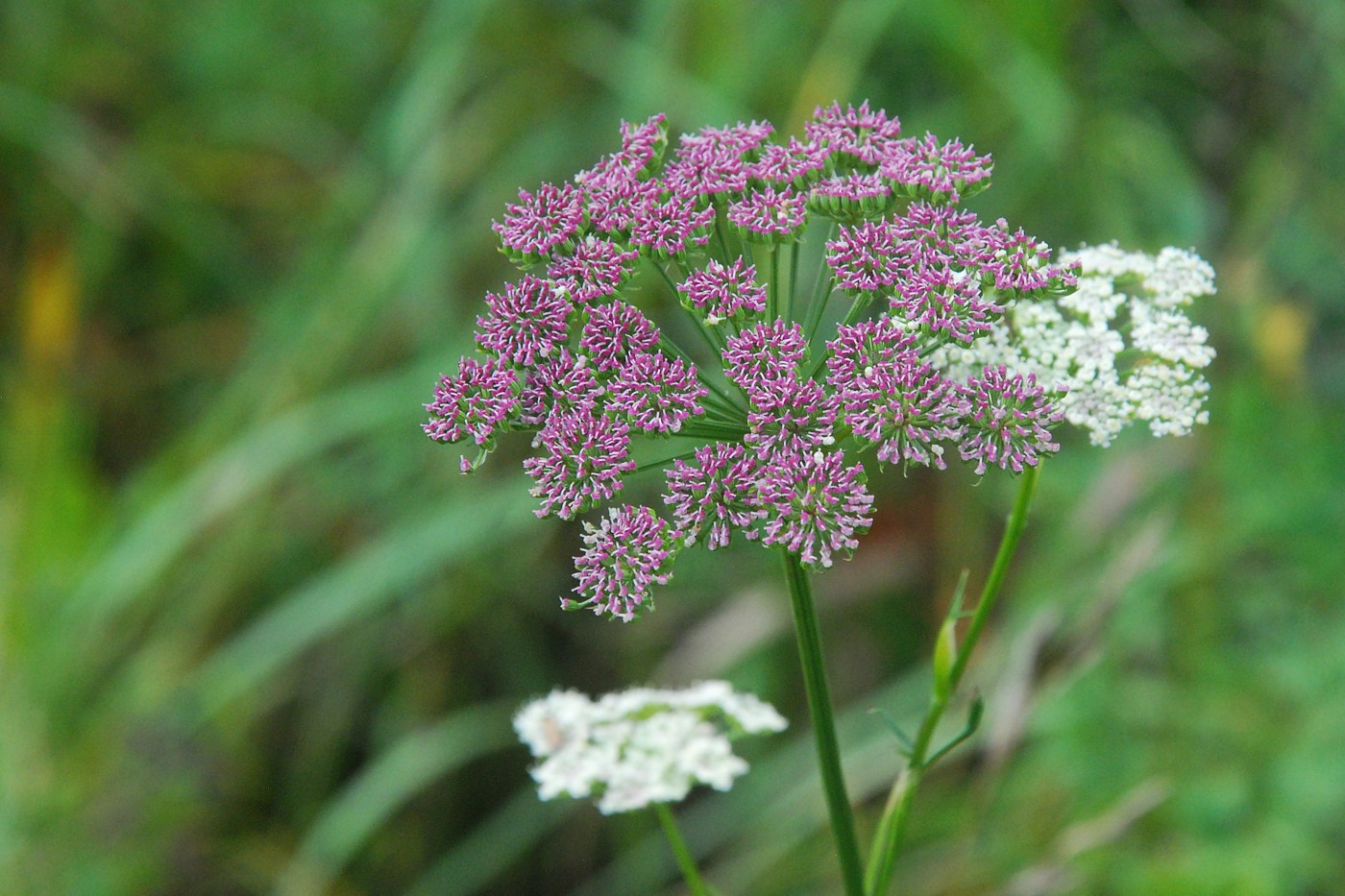 Image of Seseli annuum specimen.