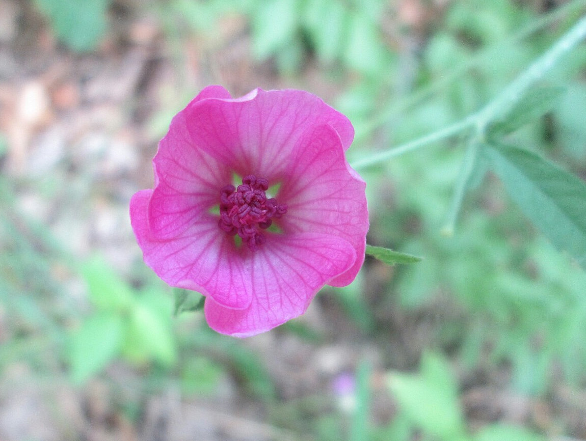 Image of Althaea cannabina specimen.