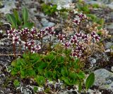 Micranthes melaleuca