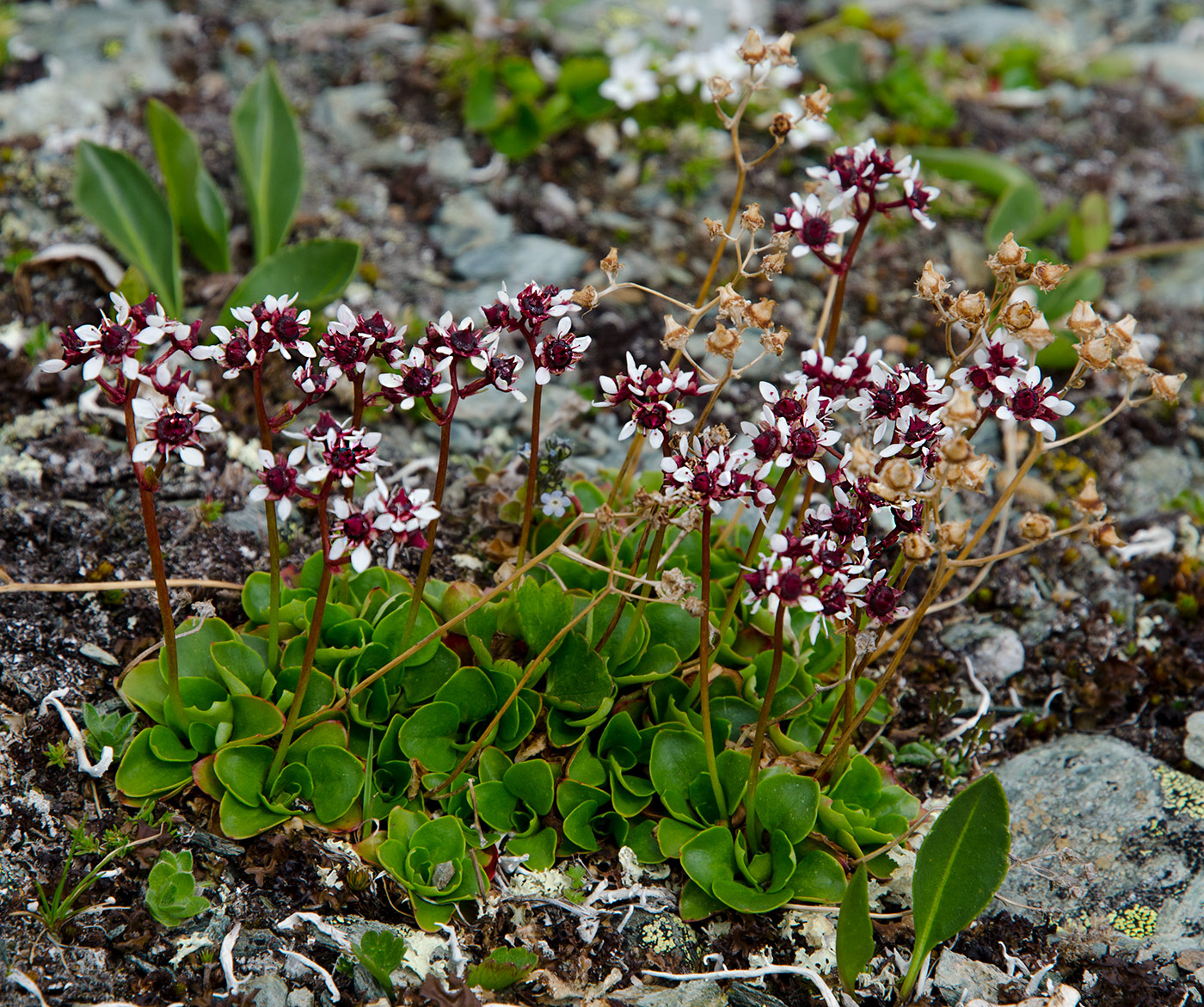 Image of Micranthes melaleuca specimen.