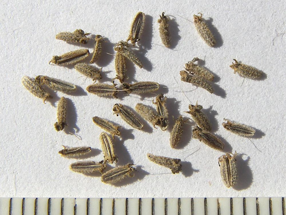 Image of Seseli petraeum specimen.