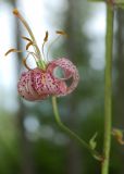 Lilium pilosiusculum