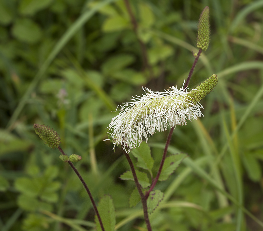 Image of Sanguisorba stipulata specimen.