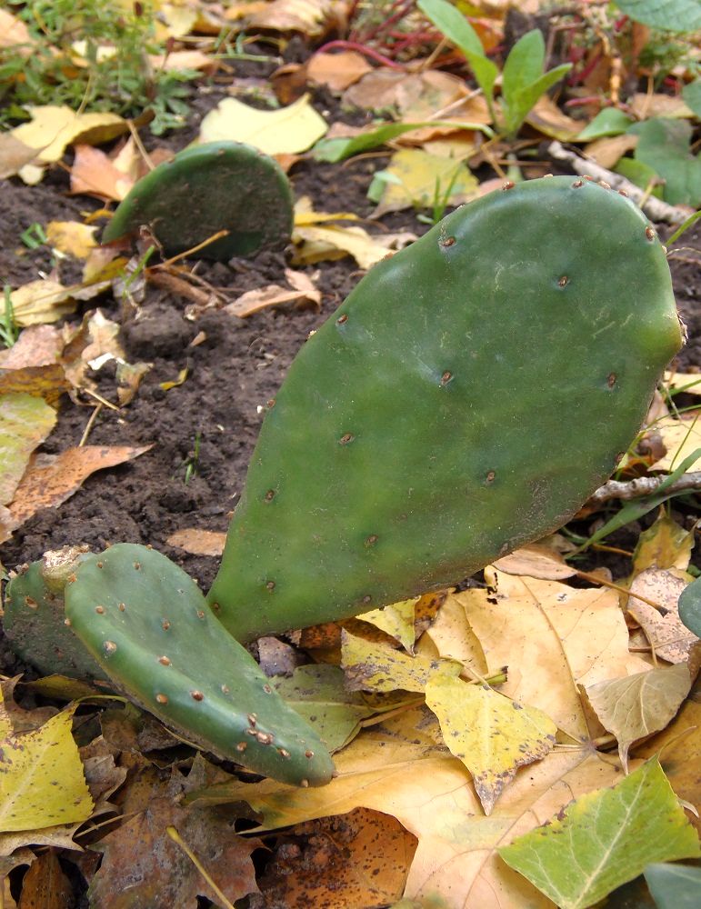 Изображение особи Opuntia humifusa.