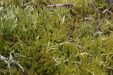 Callicladium haldanianum. Гаметофиты и спорогоны. Свердловская обл., окр. г. Заречный, урочище Черемшанское болото, на гниющей древесине. 20.10.2017.