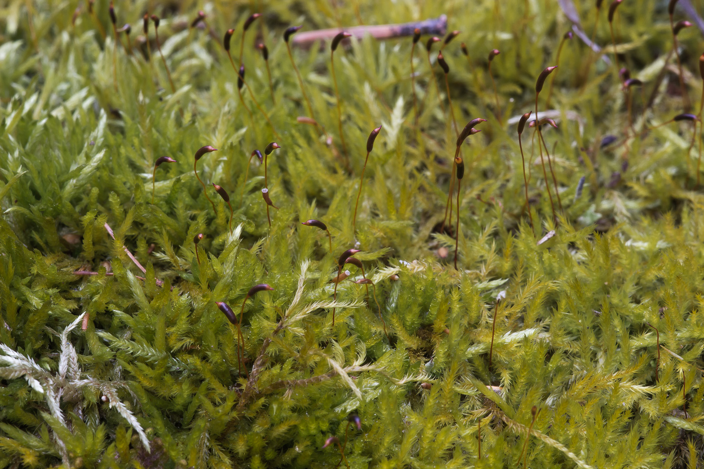 Image of Callicladium haldanianum specimen.