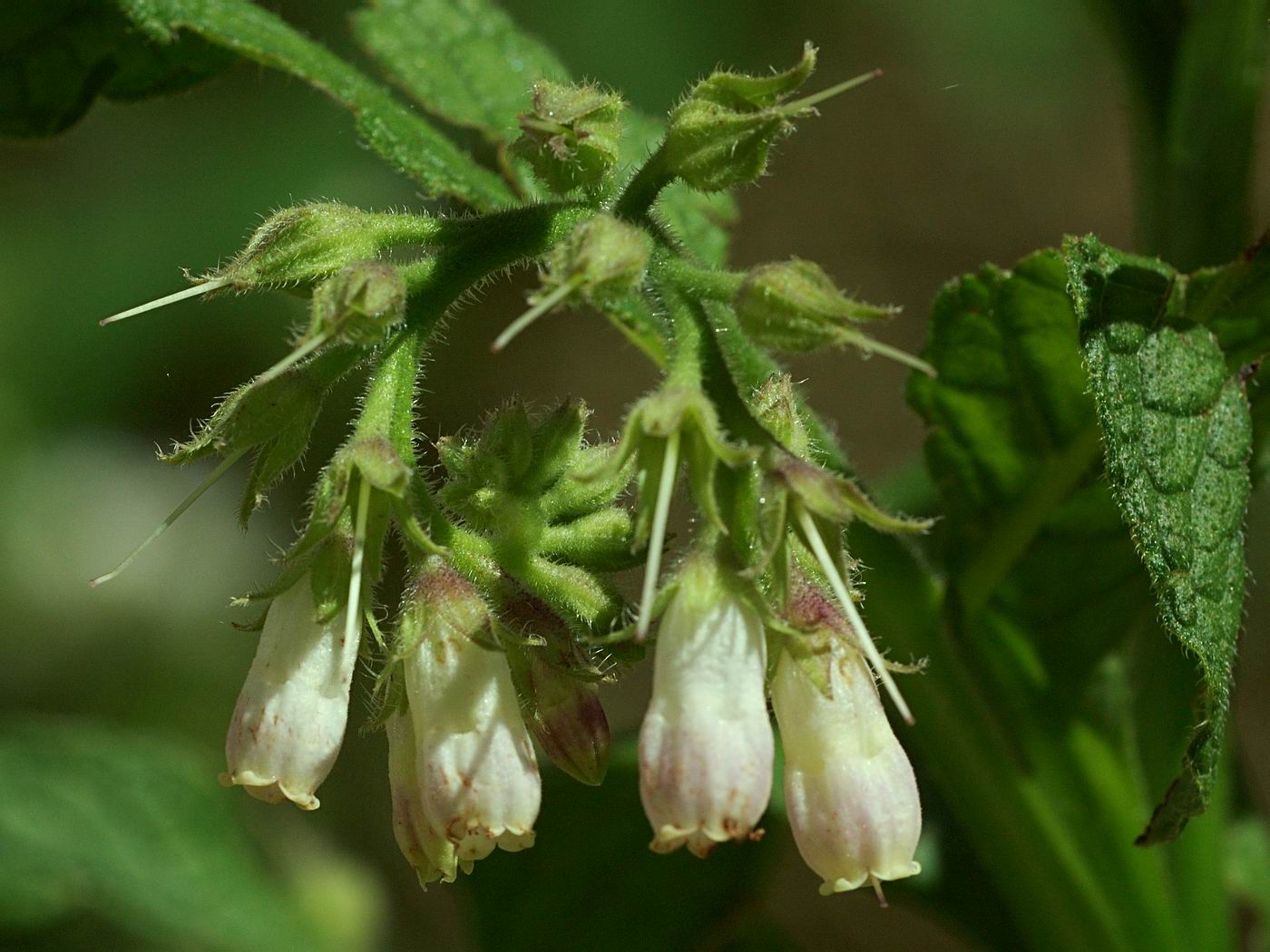 Image of genus Symphytum specimen.