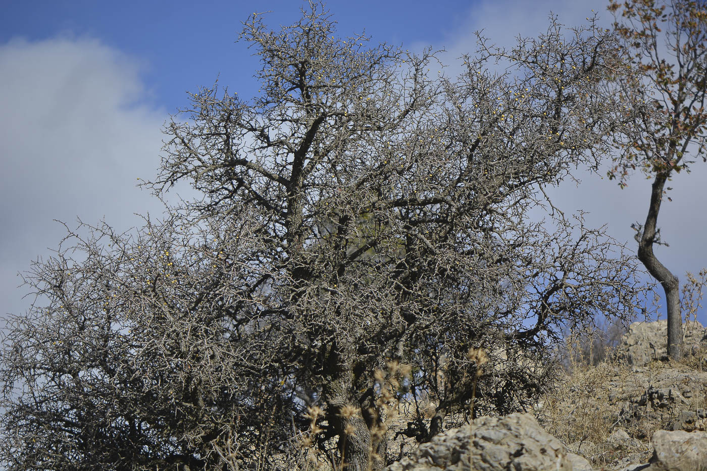 Image of Crataegus aronia specimen.