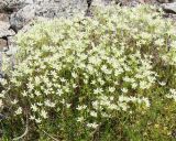 Saxifraga spinulosa. Цветущие растения. Южная Якутия, перевал через хр. Западный Янги, ок. 1500 м н.у.м. 26.06.2008.