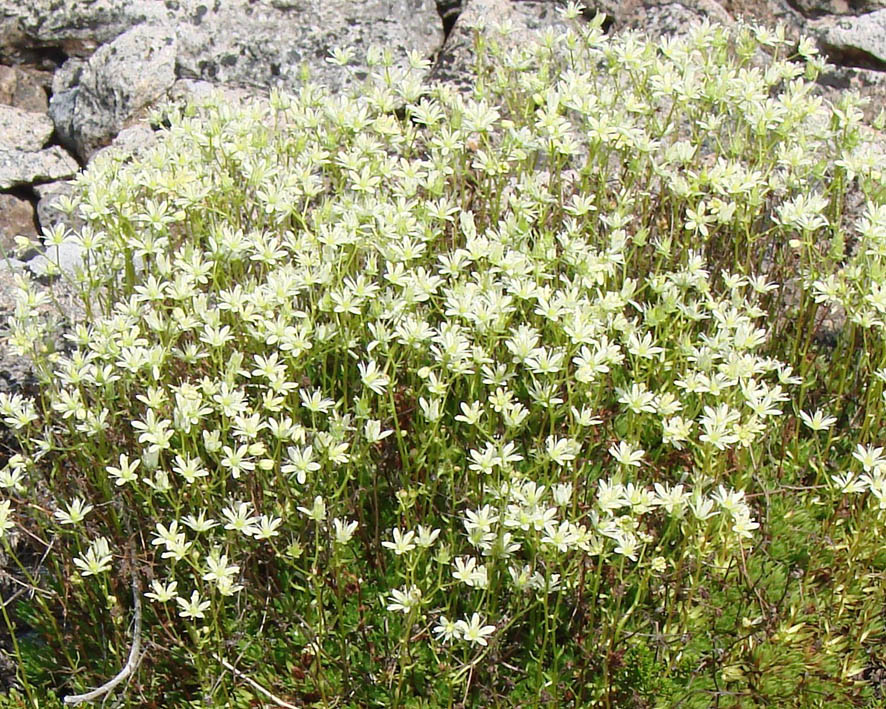 Image of Saxifraga spinulosa specimen.